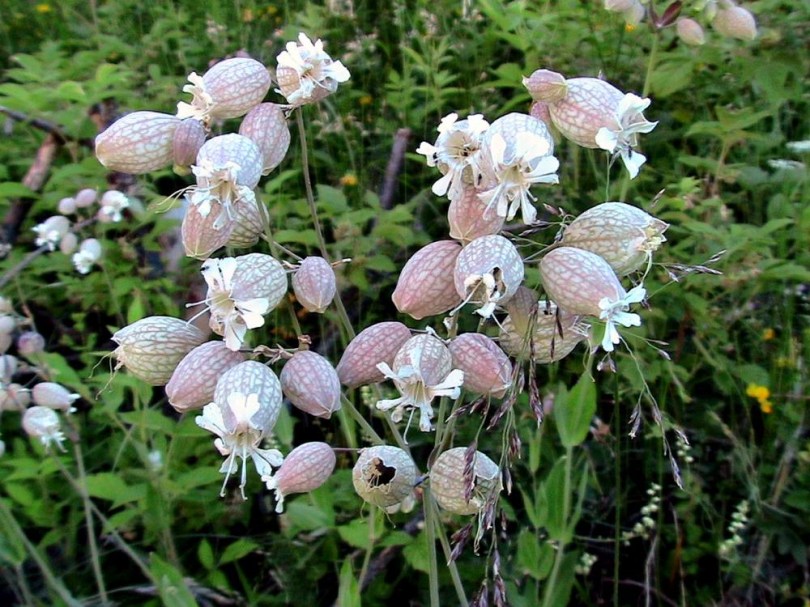 Hólyagos habszegfű - Silene vulgaris, Silene vulgaris, etnobotanika